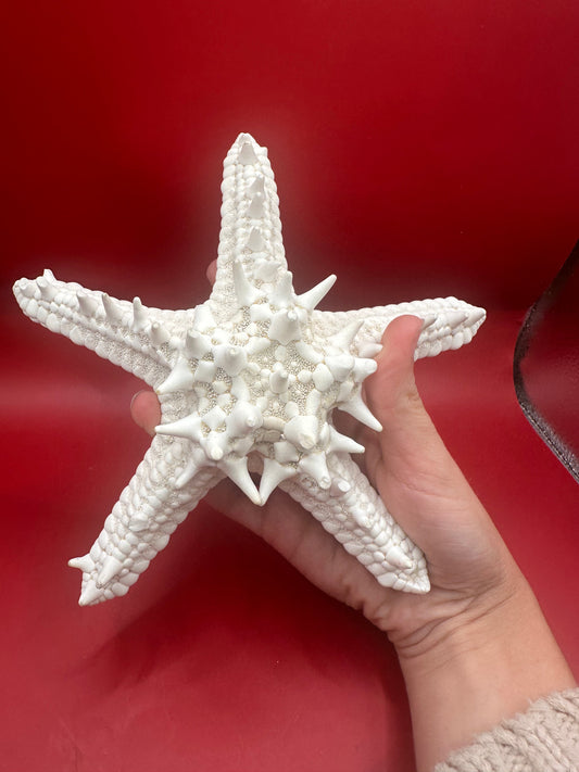Vintage Knobby Starfish Specimen - White Marine Decor 7"