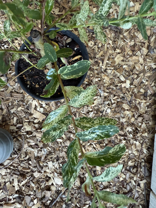 Hakuro Nishiki Dappled Willow