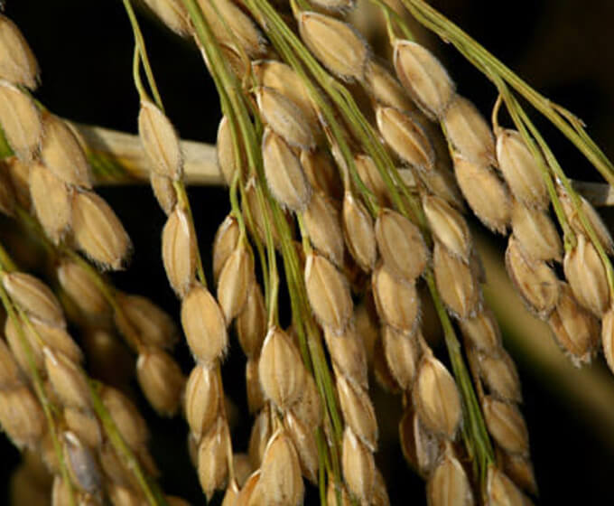 DOP Calasparra Rice