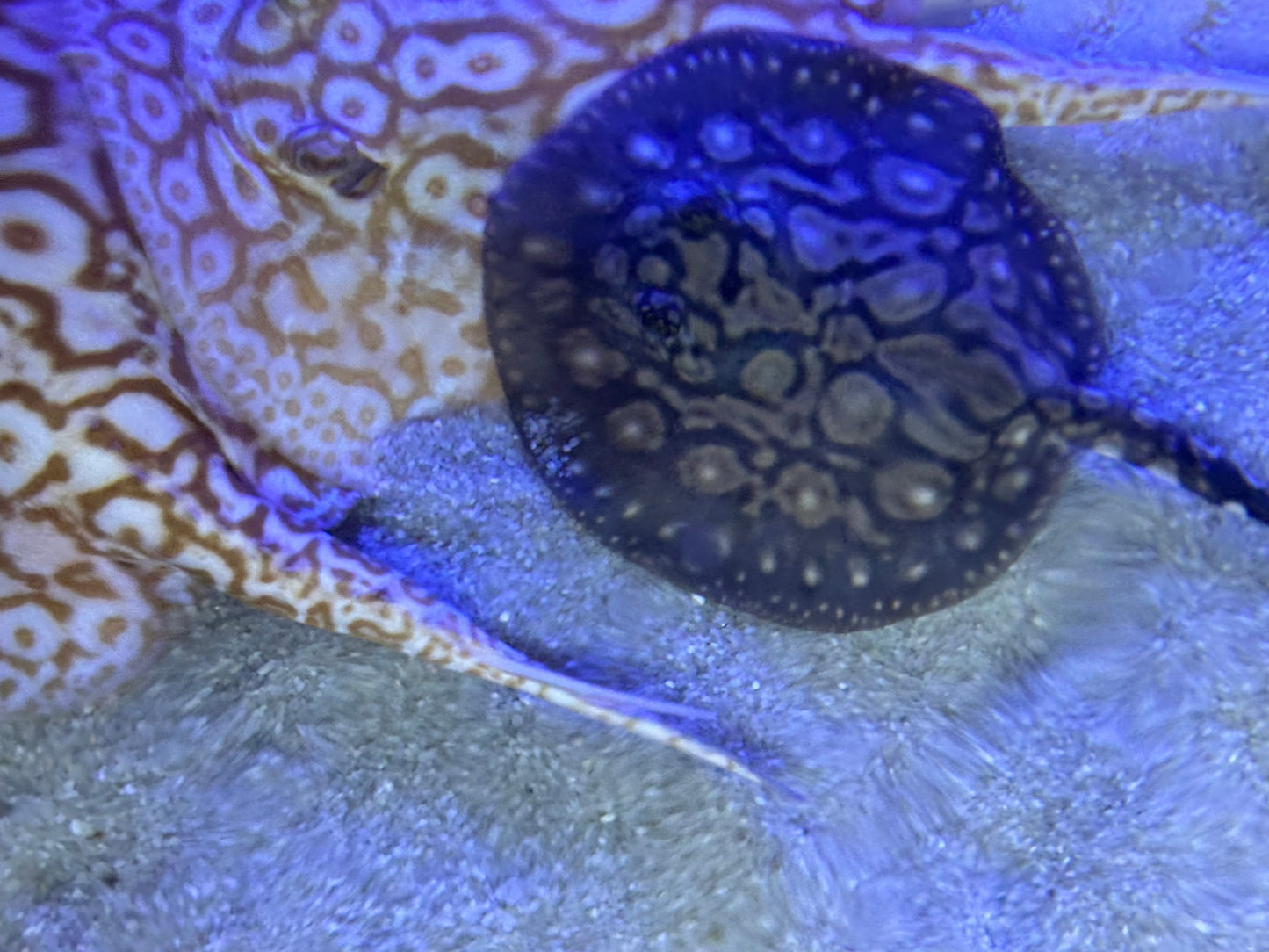 Black Diamond Hybrid Stringray 4"-6"