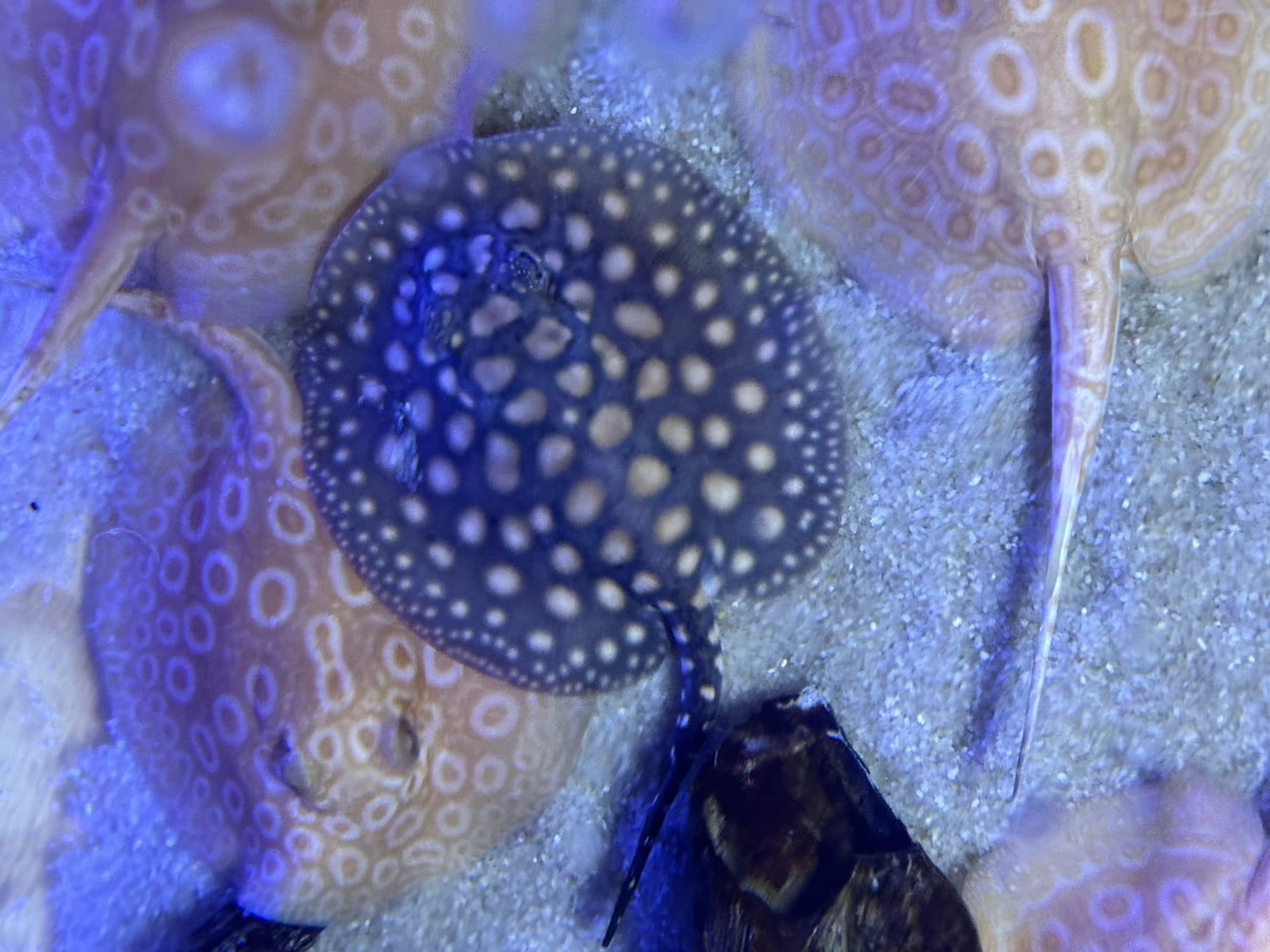 Close-up of a blue and white polka dot sea creature on a textured surface