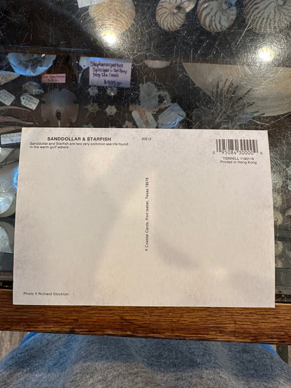 Vintage Sand Dollar & Starfish Postcard