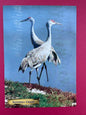 Vintage Sandhill Crane Postcard
