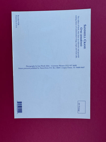 Vintage Sandhill Crane Postcard