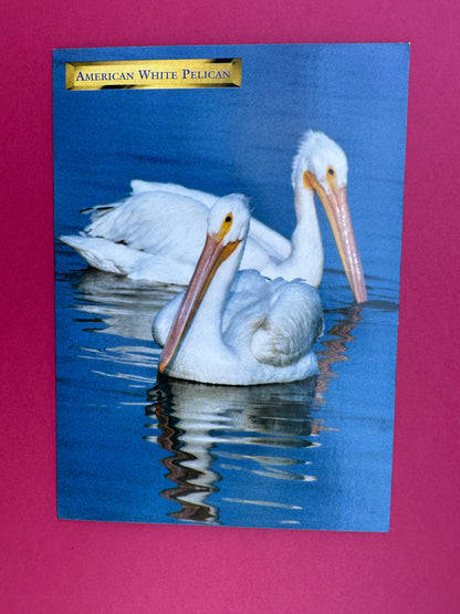 Vintage American White Pelican Postcard