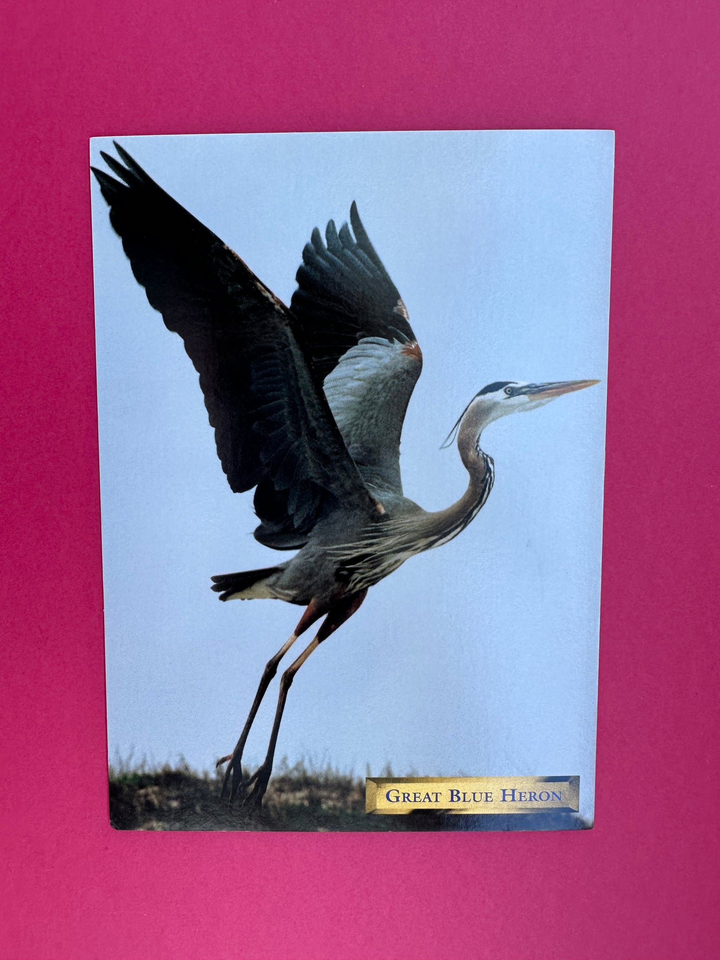 Vintage Great Blue Heron Postcard