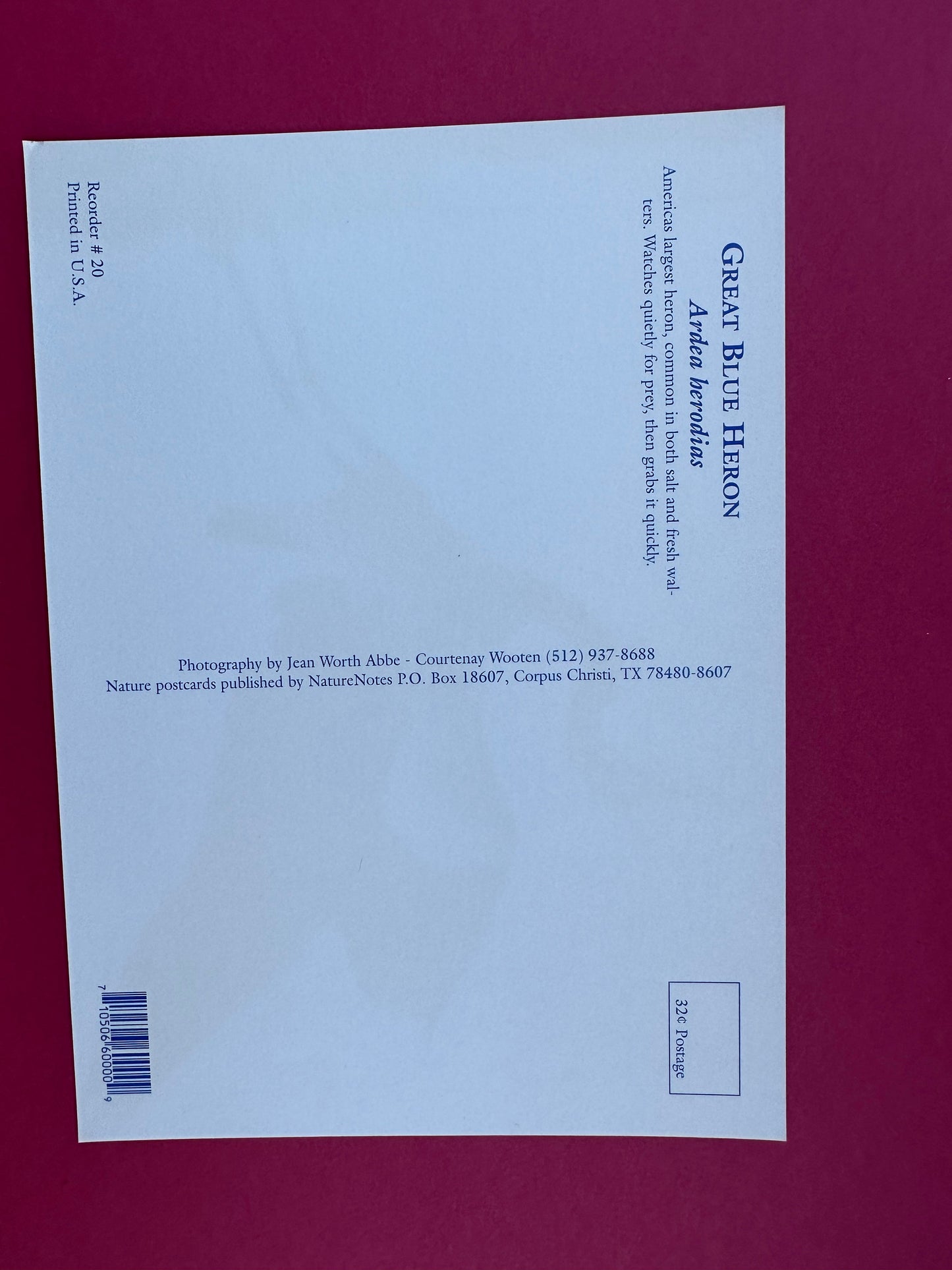 Vintage Great Blue Heron Postcard