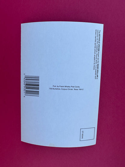 Vintage Sand Dollar Postcard