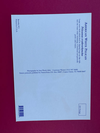 Vintage American White Pelican Postcard