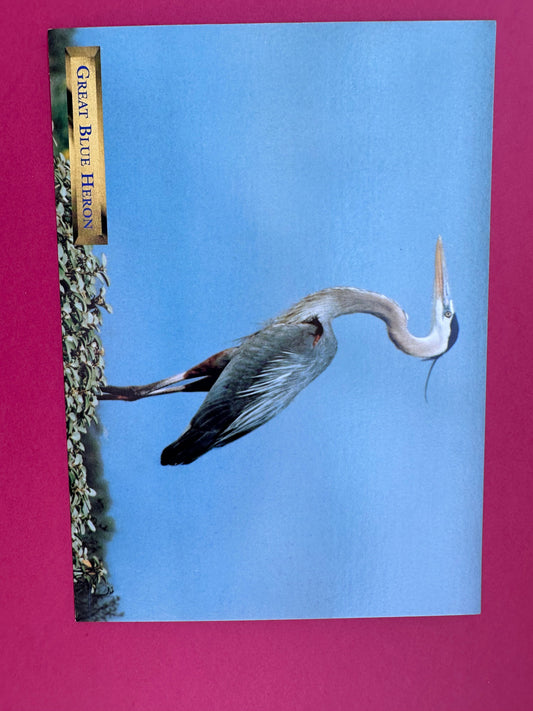 Vintage Great Blue Heron Postcard