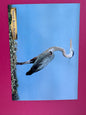 Vintage Great Blue Heron Postcard