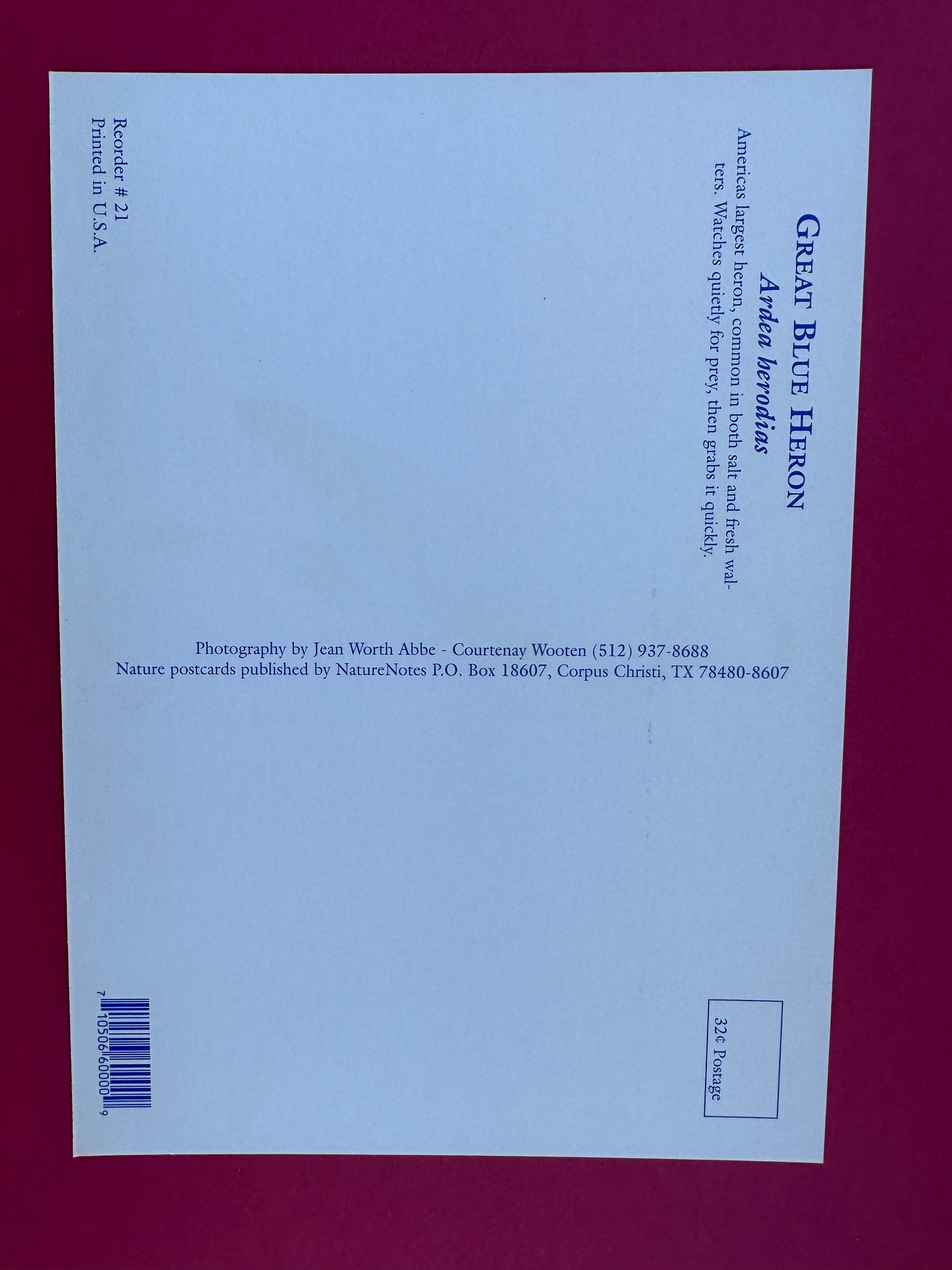 Vintage Great Blue Heron Postcard