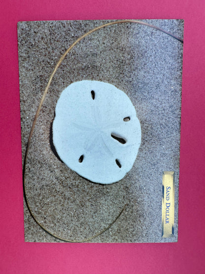Vintage Sand Dollar Postcard
