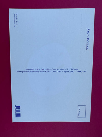 Vintage Sand Dollar Postcard