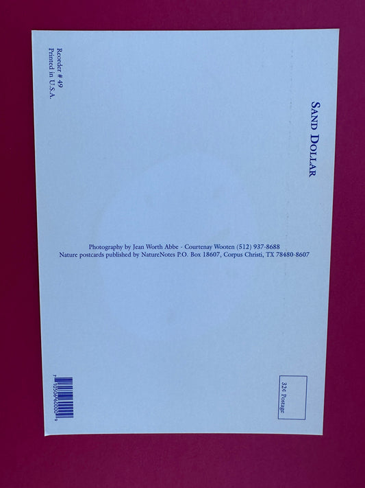 Vintage Sand Dollar Postcard