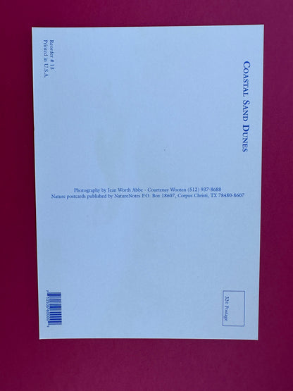 Vintage Coastal Sand Dunes Postcard