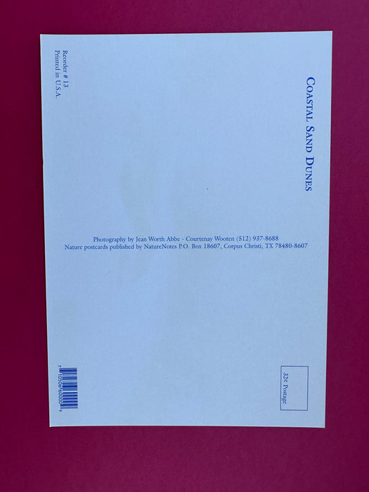 Vintage Coastal Sand Dunes Postcard