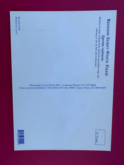 Vintage Reddish Egret-White Phase Postcard