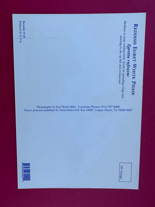 Vintage Reddish Egret-White Phase Postcard