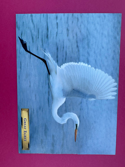 Vintage Great Egret Postcard