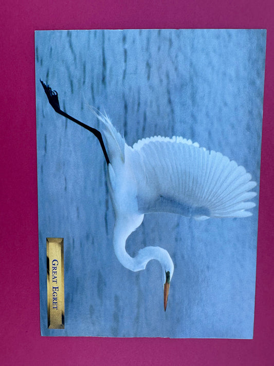 Vintage Great Egret Postcard