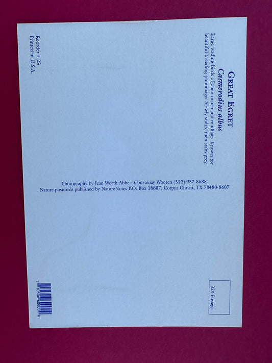 Vintage Great Egret Postcard