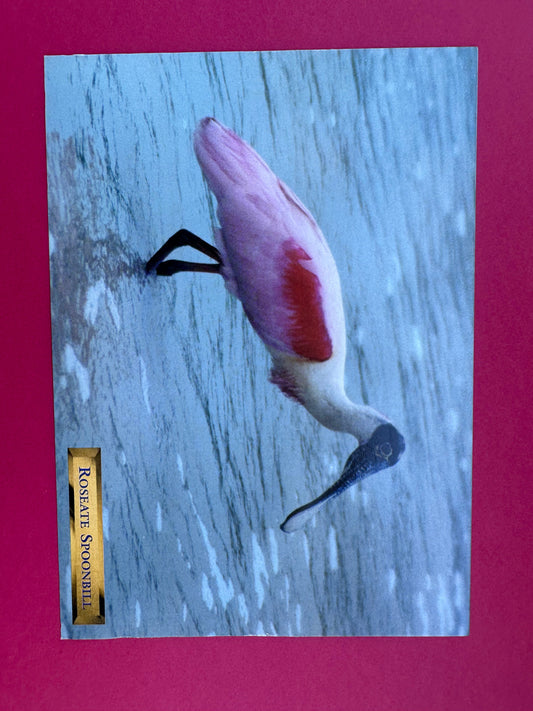 Vintage Roseate Spoonbill Postcard