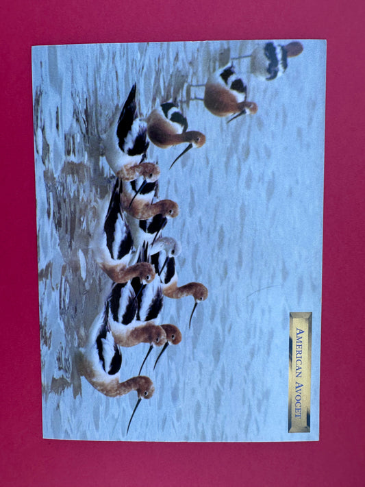 Vintage American Avocet Postcard