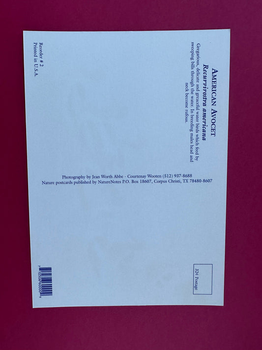 Vintage American Avocet Postcard