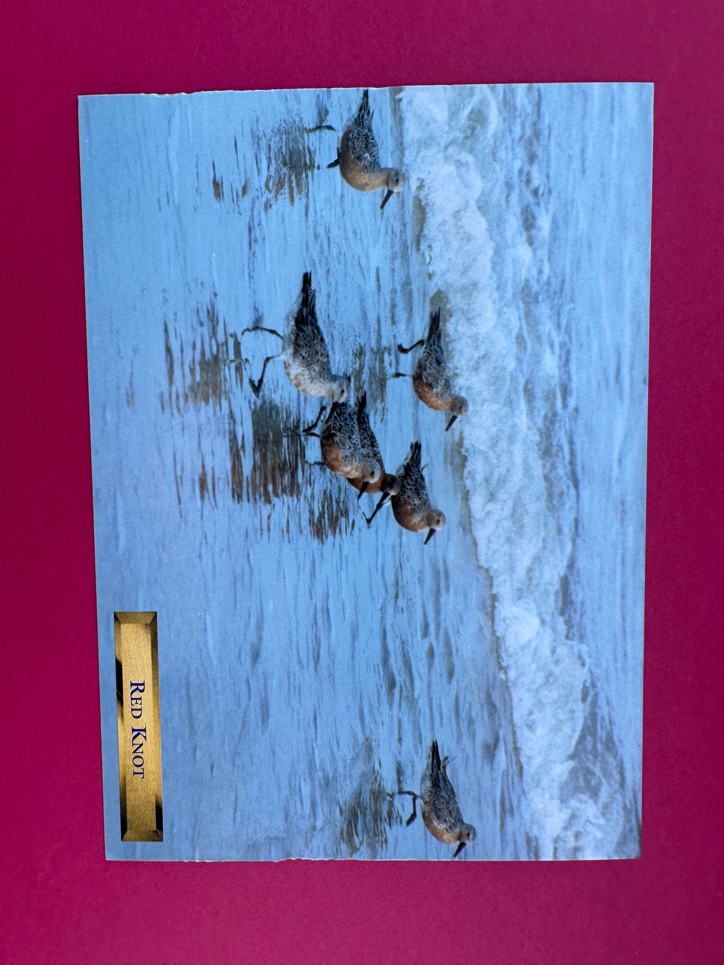 Vintage Red Knot Postcard