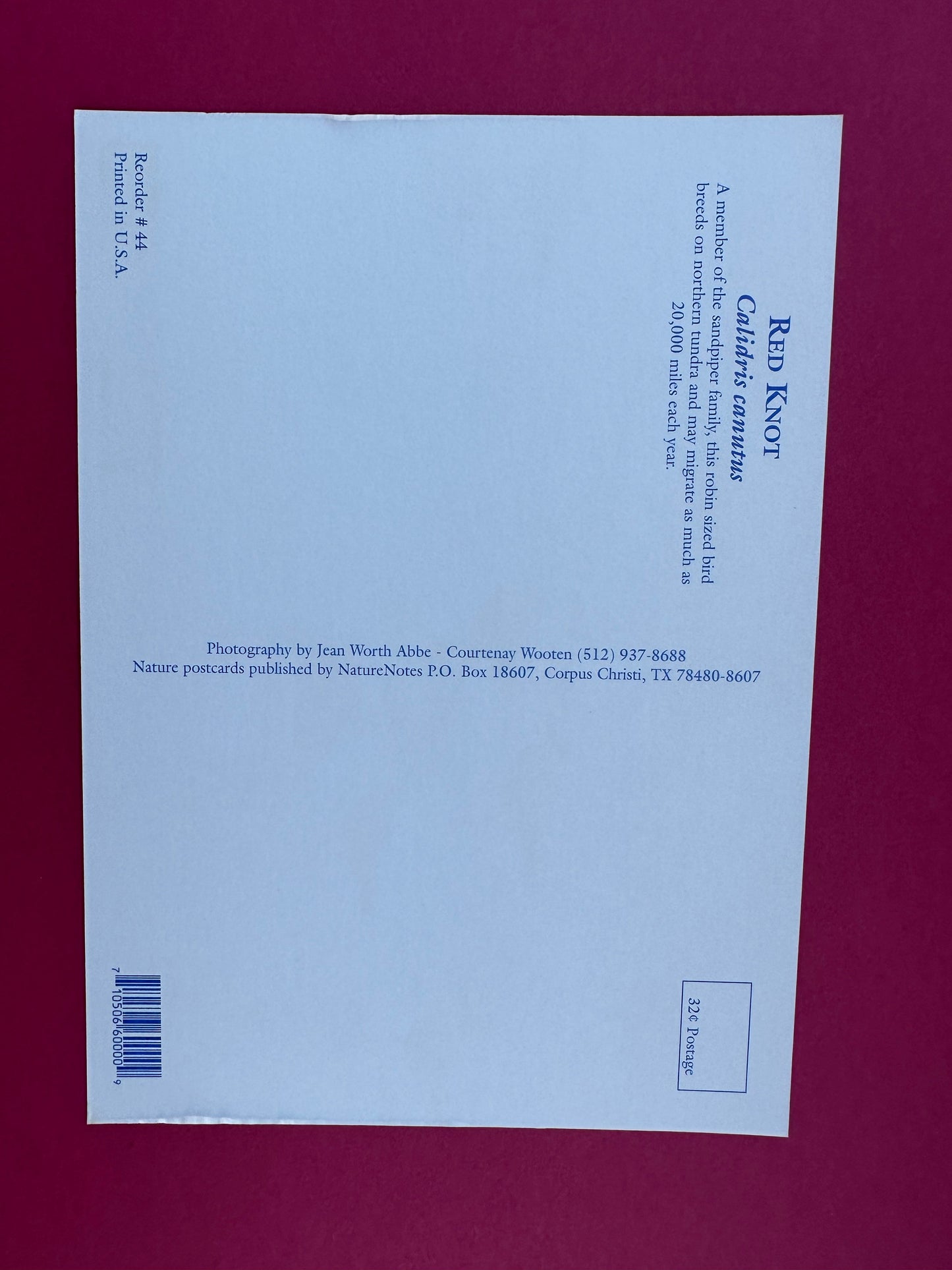 Vintage Red Knot Postcard