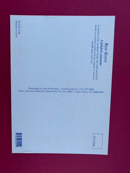 Vintage Red Knot Postcard