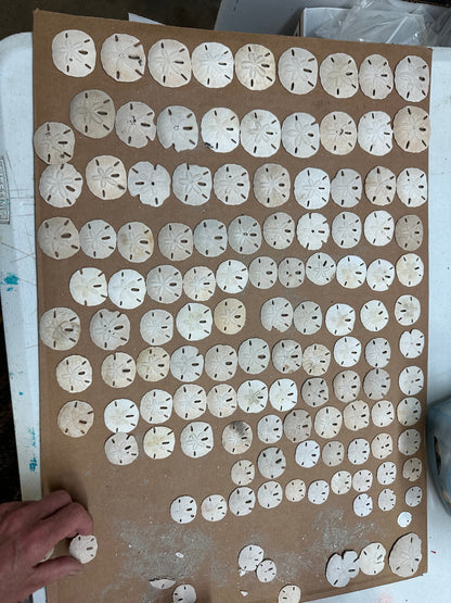 Beach Collected Sand Dollar