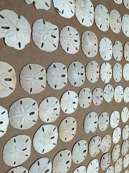 Beach Collected Sand Dollar