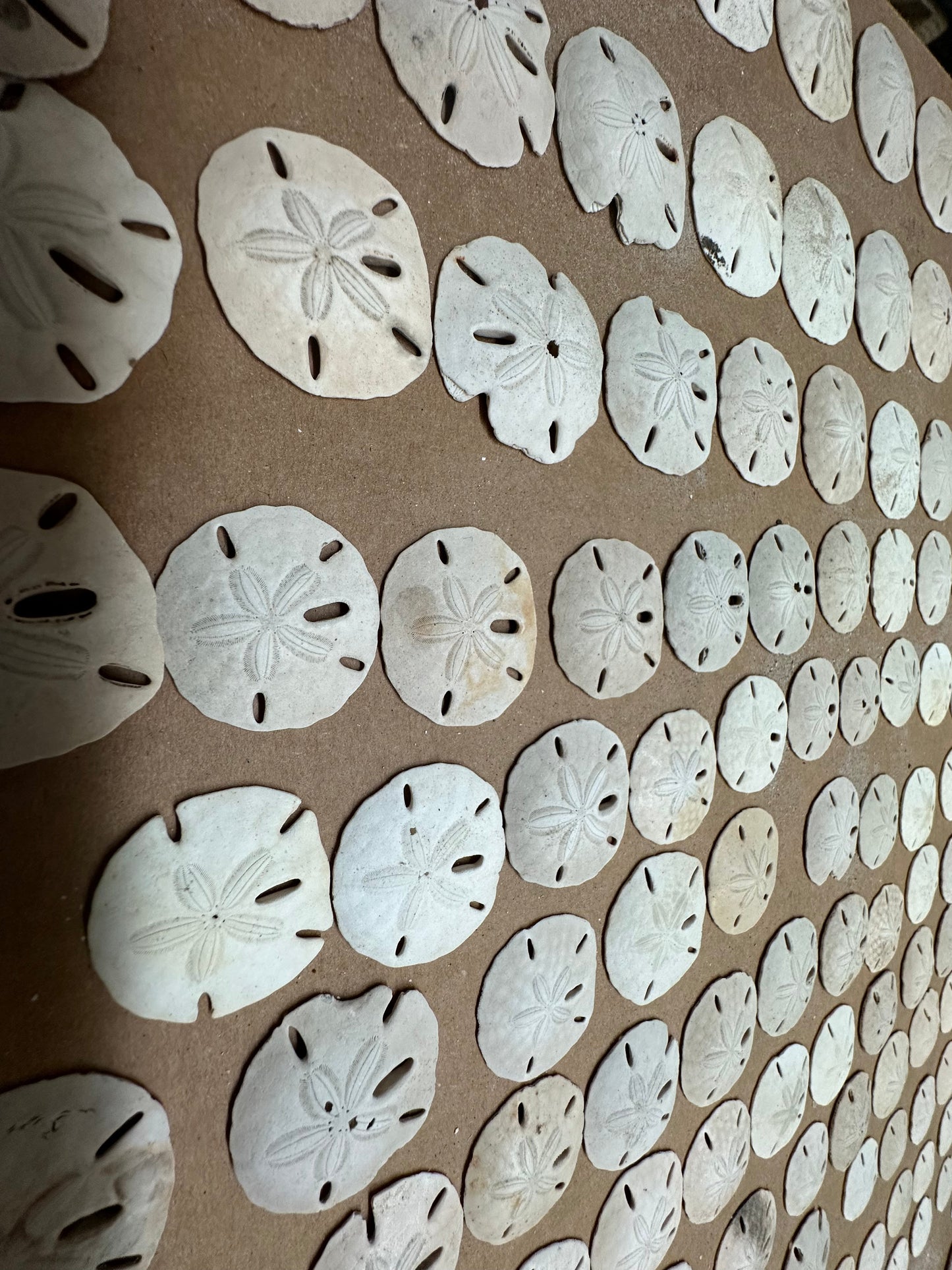 Beach Collected Sand Dollar