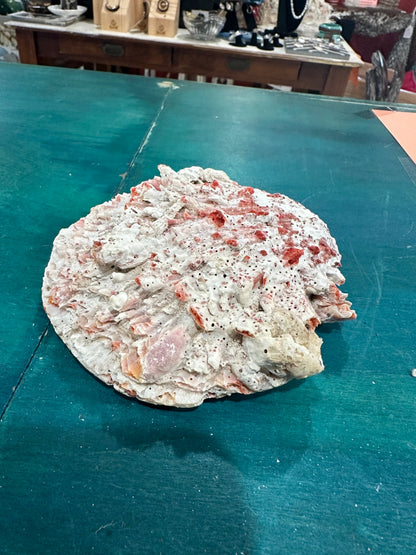 Rock scallop/ Clam Shell- Spondylus calcifier