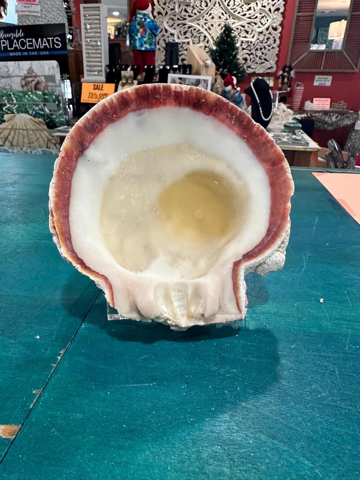 Rock scallop/ Clam Shell- Spondylus calcifier