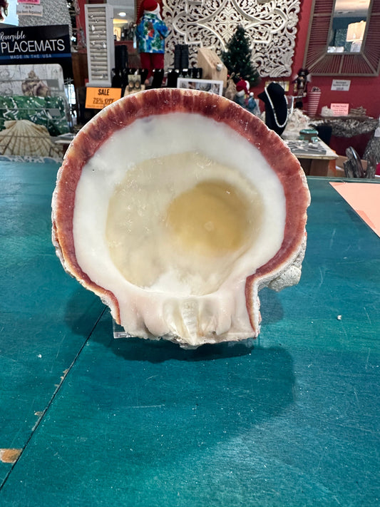 Rock scallop/ Clam Shell- Spondylus calcifier