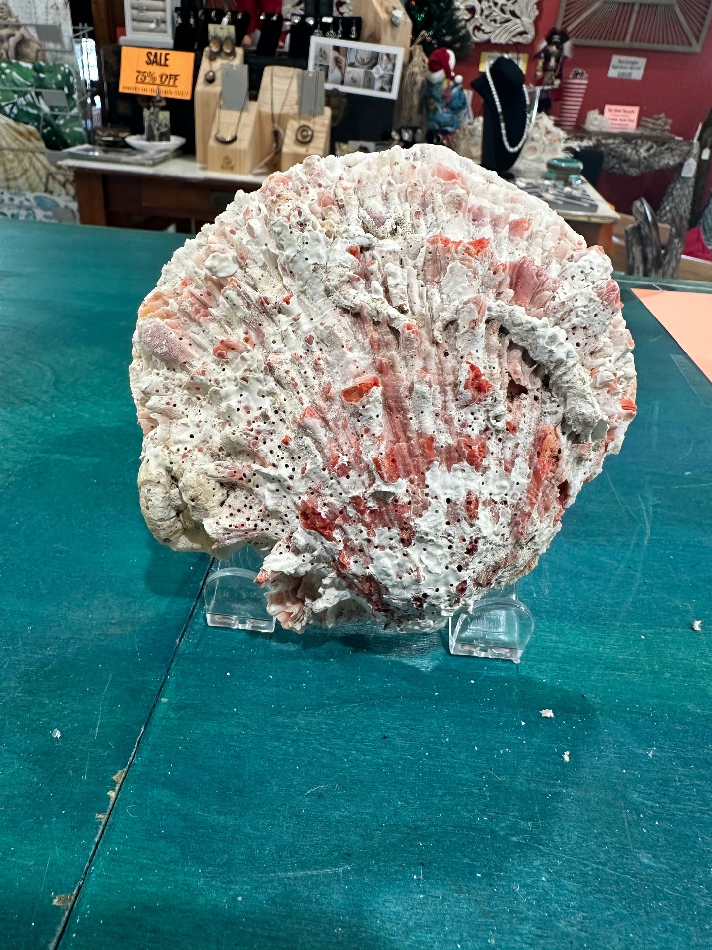 Rock scallop/ Clam Shell- Spondylus calcifier