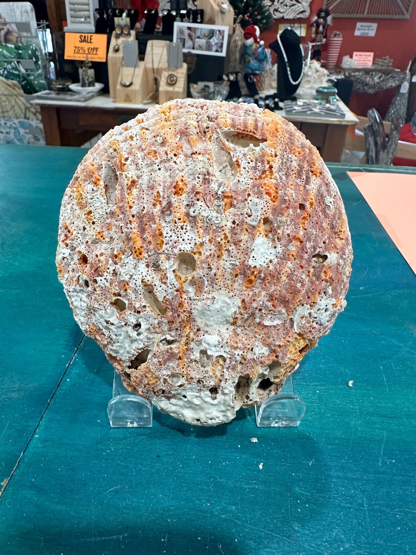 Rock scallop/ Clam Shell- Spondylus calcifier