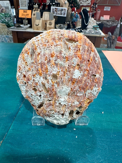 Rock scallop/ Clam Shell- Spondylus calcifier