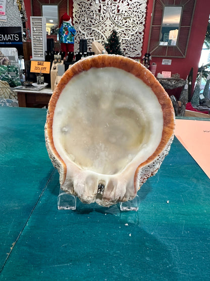 Rock scallop/ Clam Shell- Spondylus calcifier