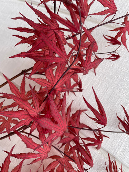 Japanese Maple ' Purple Ghost ' Grafted