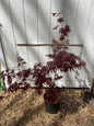 Acer palmatum 'Red Spray' Japanese Maple Tree