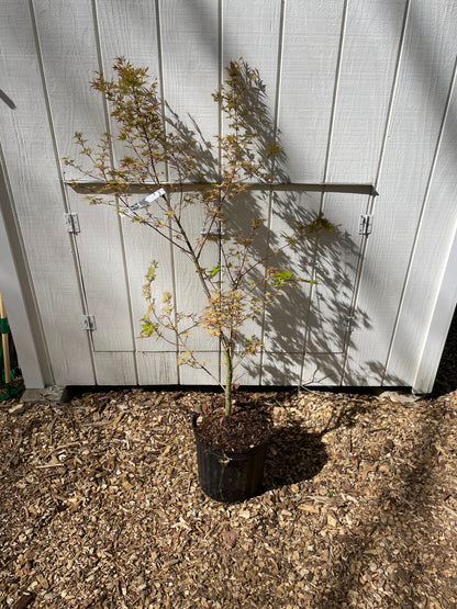 Beni Shichihenge Acer Palmatum Grafted