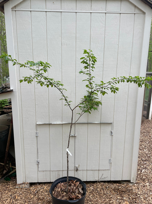 Black Cherry ( Prunus serotina ) Tree