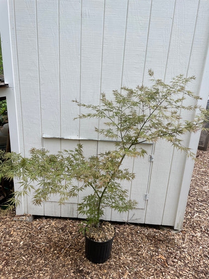 Acer palmatum 'Fascination' Japanese Maple Tree