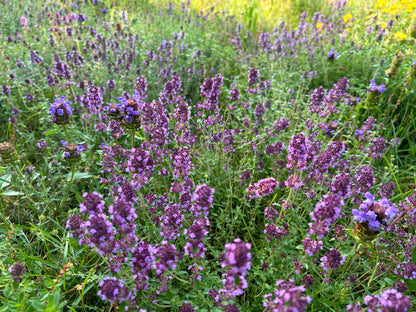 Easy Grow Dutch Clover Bee Lawn Eco-Friendly Kit