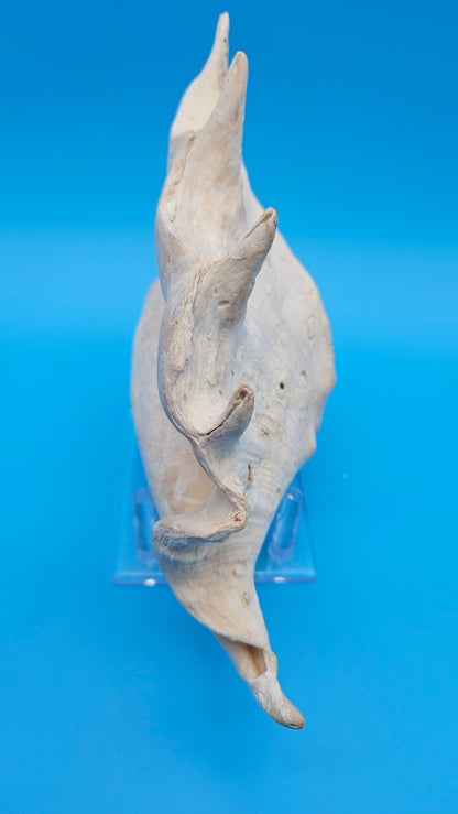 White Lambis Truncata Shell (Lambis truncata) – 11"