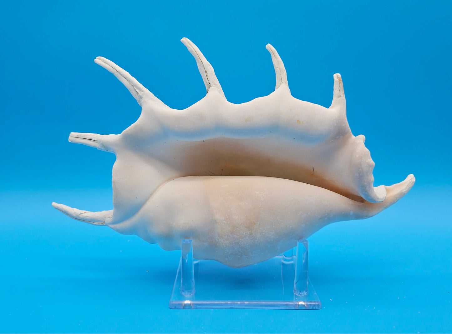 White Lambis Truncata Shell (Lambis truncata) – 11.75"